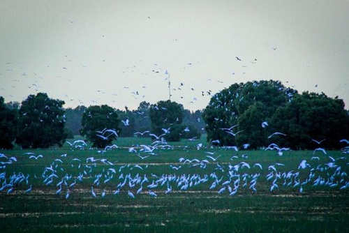 milliers de cigogne blanche